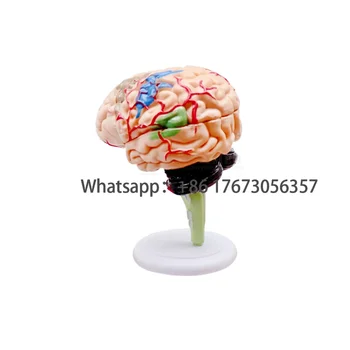 SY-N012 Образцы материалов ПВХ, учебное оборудование, Модель человеческого мозга для школьного использования на продажу